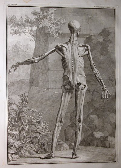 Musculature (Albinus I, Pl. VII) by Jan Wandelaar